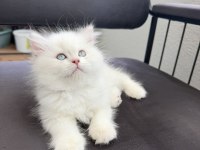 British longhair yavru