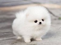 Pomeranian Boo Bebekler