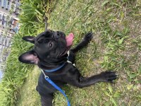Artık bakamadığım için köpeğimi ücretsiz sahiplendiriyorum