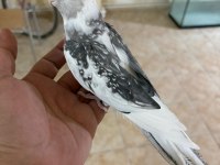 FULL EVCİL EVLERE MASKOT WF ERKEK SULTAN PAPAĞANI