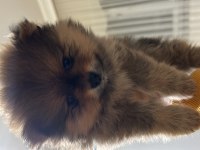 Dişi pomeranian