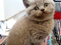 British Shorthair Kedimiz
