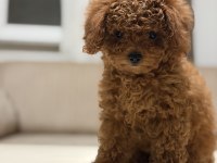 Orjinal ırk garantili toy poodle ve kore poodle