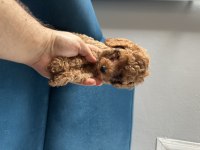 2 Aylık Toy Poodle