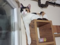 ÇOK ACİL YUVA 6 KEDİYE