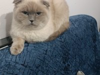 Scottish fold kızımıza yeni yuva arıyoruz