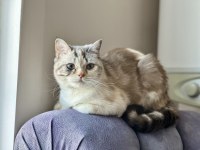 British blue point dişi kedimiz
