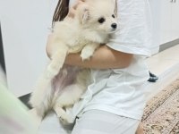 Acil sahiplendirme 4 aylık WC eğitimli pomeranian erkek