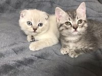 SAFKAN SCOTTİSH STRAİGHT KIZIMA YUVA ARIYORUM