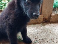 Siyah Black kurt köprği