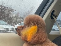 4 Yaşında Aşıları tam Poodle Erkek