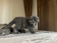 8 haziran doğumlu scottish fold