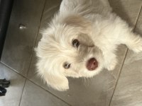 Köpeklerim 3 aylık ilk aşıları yapıldı