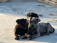 Cane Corso Köpeği Yavrularımız