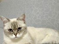 Kısırlaştırılmış 1 yaşında british shorthair