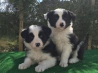 Irk ve Sağlık Garantili Border Collie Yavrular