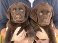 REFERANS YAVRU LABRADOR