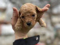 Toy poodle yavrular