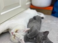 Gri Dişi british longhair
