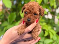 Toy Poodle Yavrularımız Ruhsatlı Çiftlikten