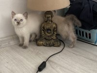 Scottısh Straight Bluepoint Kitten