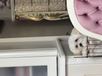 Maltipoo köpeğimiz Kuki