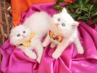 British Longhair Minnaklarım