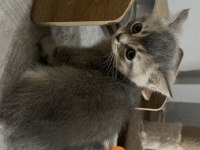 İki aylık british shorthair kedisi