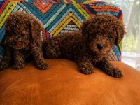 Orijinal Ev Üretimi Toy Poodle