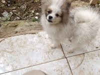 Acil verir çek dişi erkek pomeranian