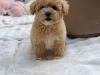 Maltipoo Yavrularımız