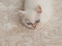 British shorthair kedisi