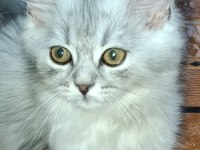BRİTİSH LONGHAİR SİLVER MÜKEMMEL GENE SAHİPLER