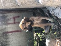 Şirin Av Köpeği Yavruları Sahiplendirilecektir