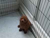 Acil Toy Poodle