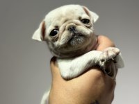 Egzotik beyaz pug mops erkek bebek