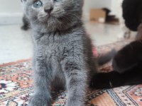 Çikolata dondurma british shorthair
