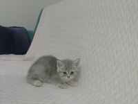British longhair yavrularımız siz sahiplerini bekliyorlar