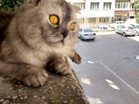 Acil satılık scottish fold