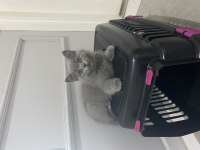 Yavru british shorthair