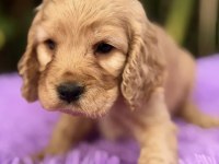 KIZIL COCKER YAVRU KÖPEKLERİMİZ