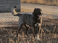 KÖPEĞİMİZİN BEDELİNİ ÖDEYEN ALIR