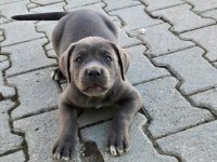 DEV CANE CORSO İTALİANO YAVRULARI