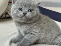 Topaç Kafa Gri British Shorthair