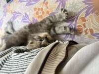 50 günlük safkan british longhair yavrumuz ilanda