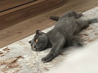 Dişi uysal sevimli scottish fold