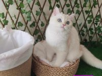 Safkan gerçek british shorthair bebekler
