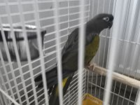 PETAGONYA KONUR PAPAĞANI EVCİL DEGİLDİR