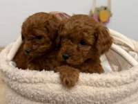 Red Brown Toy Poodle Yavrular
