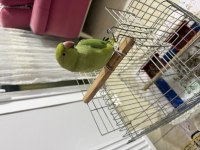 Evcil Pakistan Papağanı